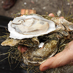 Low Country Oyster Roast