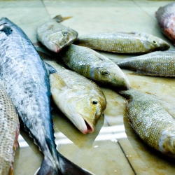 Buying Fresh Fish