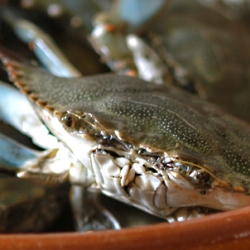 Blue Crab Gumbo