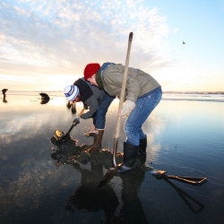 Digging for Pacific Razor Clams