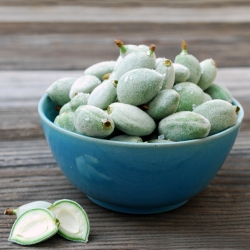 “Green Almonds”