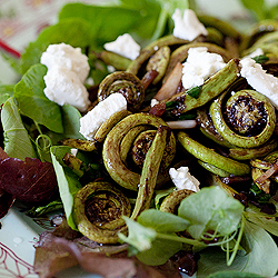 Fiddleheads and Foraging