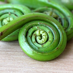 Springtime Fiddleheads