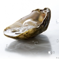 Nitro-Shucked Oysters