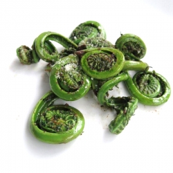 Fiddlehead Ferns