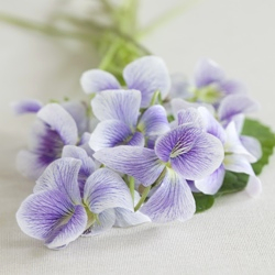 Candied Wild Violets