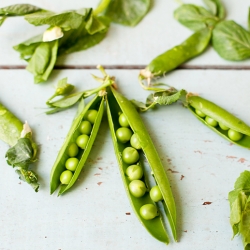 Spring Pea and Herb Soup