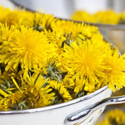 Dandelion Wine