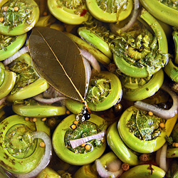 Quick Pickled Fiddleheads