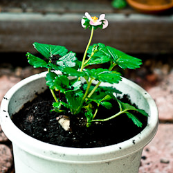 Strawberry Plant