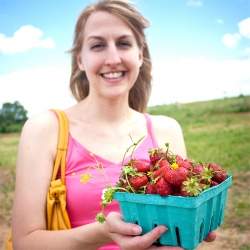 Summer Strawberry Picking