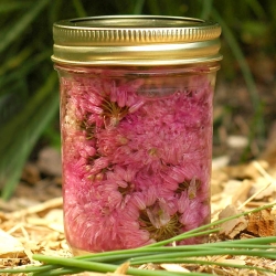 Chive Blossom Vinegar