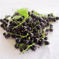 Black Currants