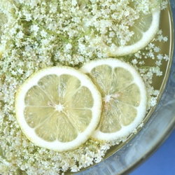 Elderflower cordial