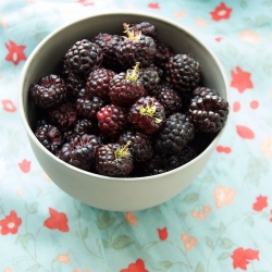 Black Raspberry and Apricot Bars