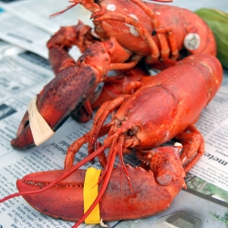 Three Sons Lobster & Fish dinner