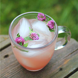 Red Clover Lemonade