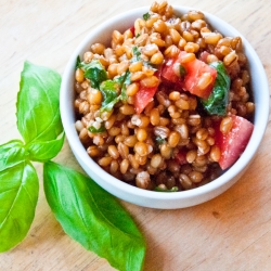 Wheatberry and Tomato Basil Salad