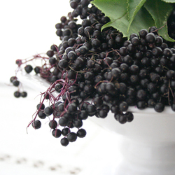 Elderberry Syrup