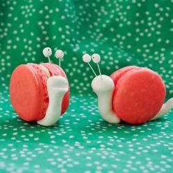 Cute Snail Macarons