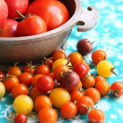 30 Pounds of Tomatoes