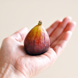 All About Figs