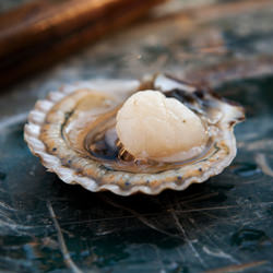 Bay Scallops: Martha’s Vineyard