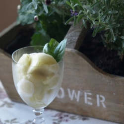 Lime Basil Sorbet