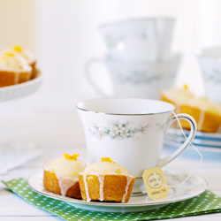 Meyer Lemon Blossoms