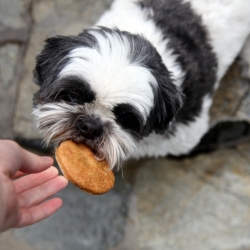 Paw Print Dog Biscuits