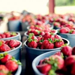 Strawberry Bread