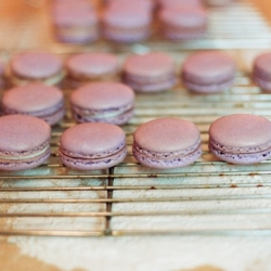 Lavender Honey Macarons