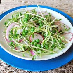 Spring Pea Shoot Salad