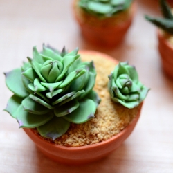 Succulent Cupcakes