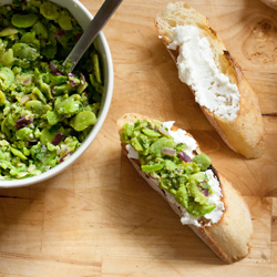 Fresh Fava and Ricotta Crostini