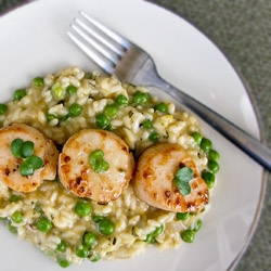 Scallops and Sweet Pea Risotto