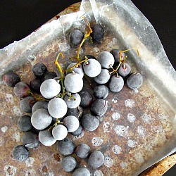 Sneaky Concord Grapes