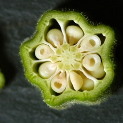 Okra Pie