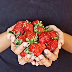 Fresh Strawberries