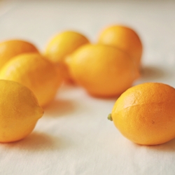 Candied Meyer Lemon Slices