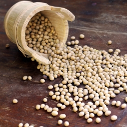 Soybeans – The King of Beans