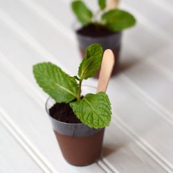 Potted Plant Chocolate Puddings