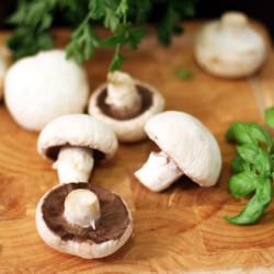 The Benefits of Mushrooms