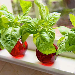 Basil Galore for Pennies!