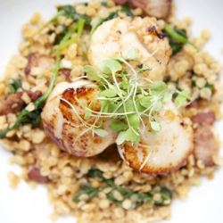 Seared Scallops with Red Lentils