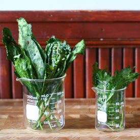 Kale Chips with Sesame Oil