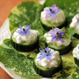 Cucumber and Borage Canapés