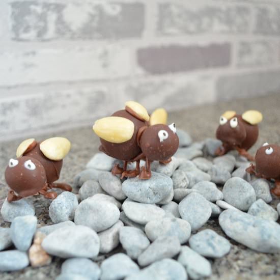 Chocolate-Truffle Bugs