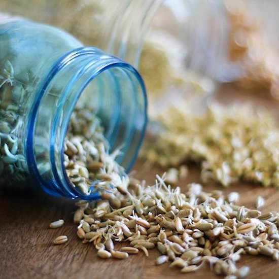 How to Sprout Grains