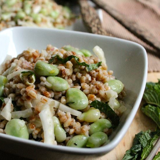 Barley Salad with Fava & Fennel